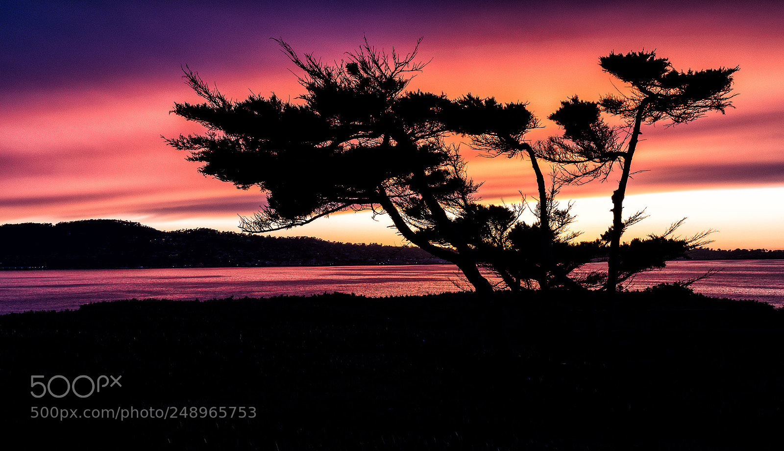 Nikon D7500 sample photo. A tree in sunset photography
