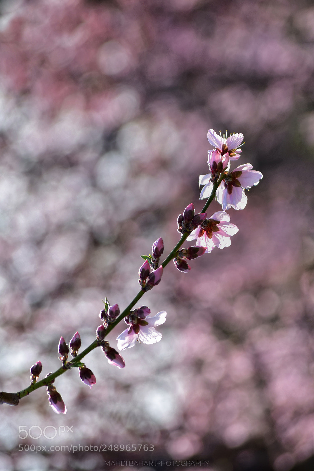 Nikon D5300 sample photo. Untitled photography