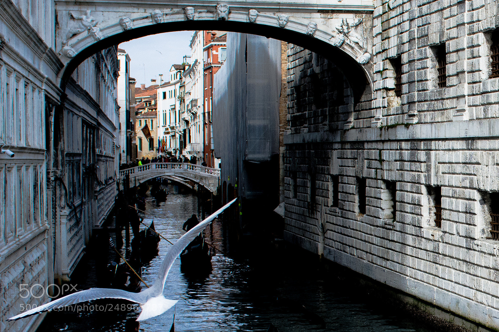 Nikon D7100 sample photo. Volo veneziano photography