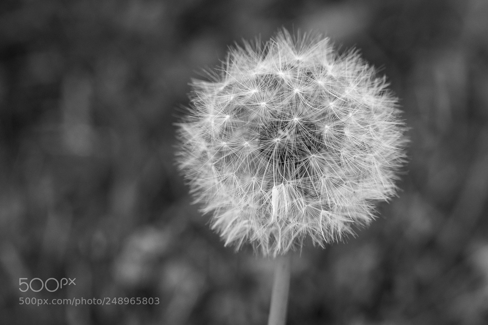 Nikon D5300 sample photo. Dandelion closeup, vertical, black photography