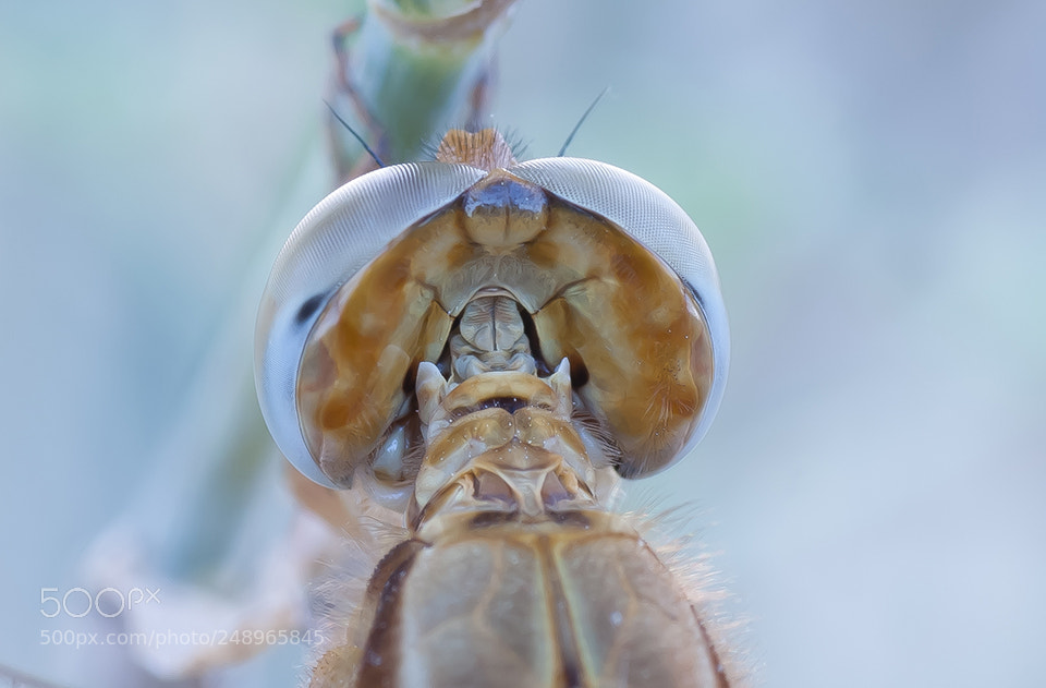 Sony Alpha DSLR-A700 sample photo. Dragonfly photography