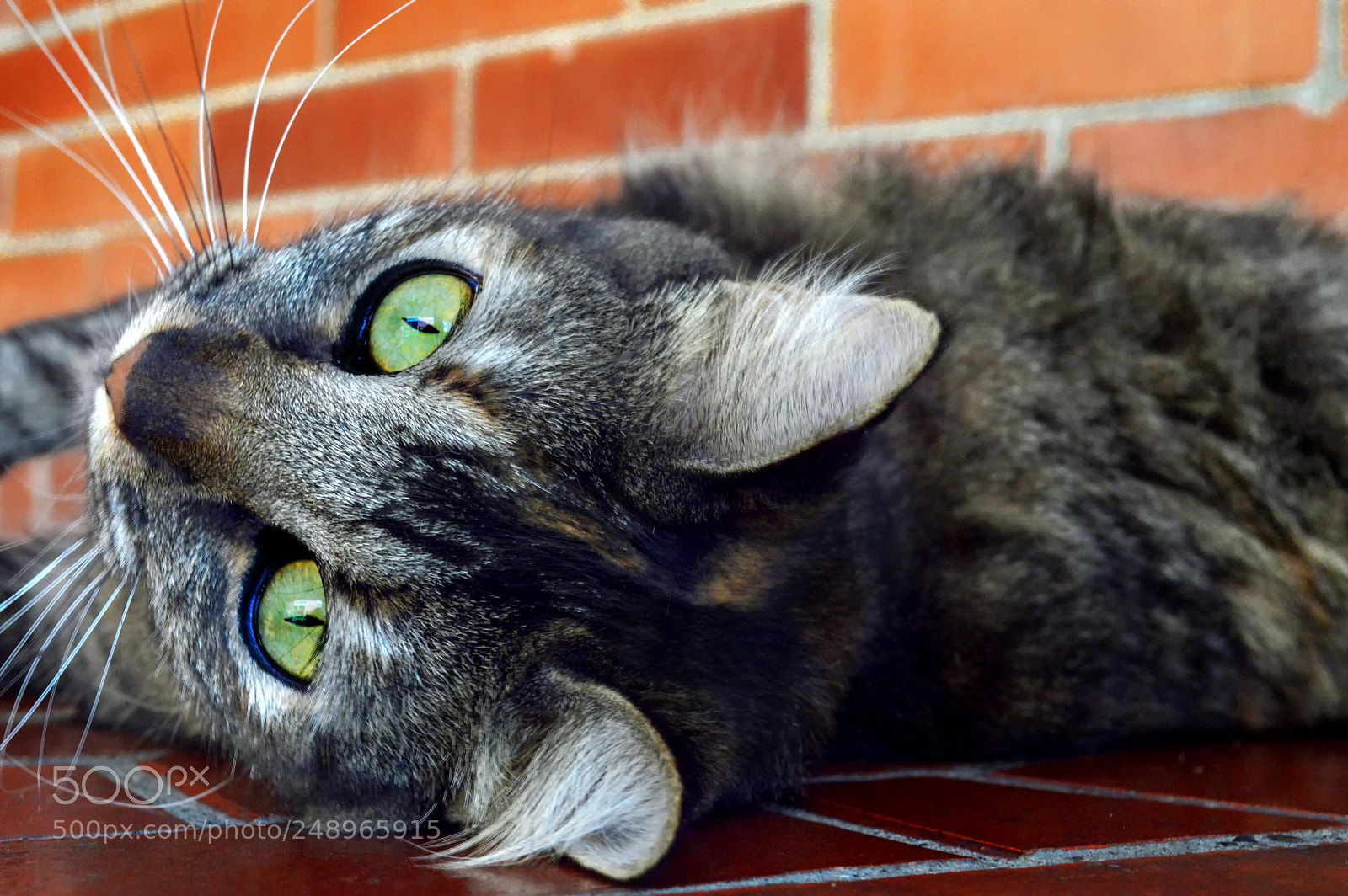 Nikon D3200 sample photo. Green eyes photography