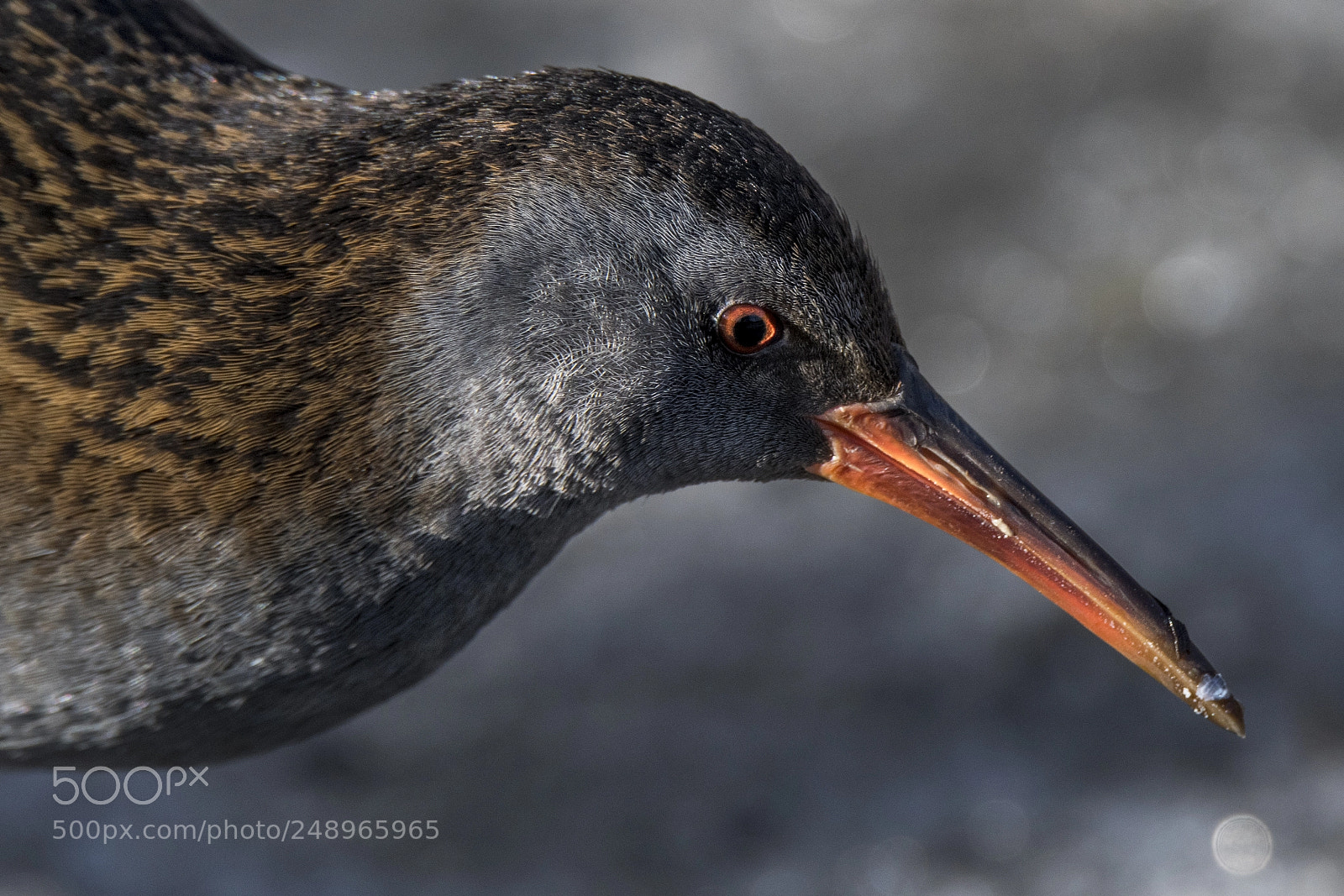 Nikon D850 sample photo. Rallus aquaticus - water photography