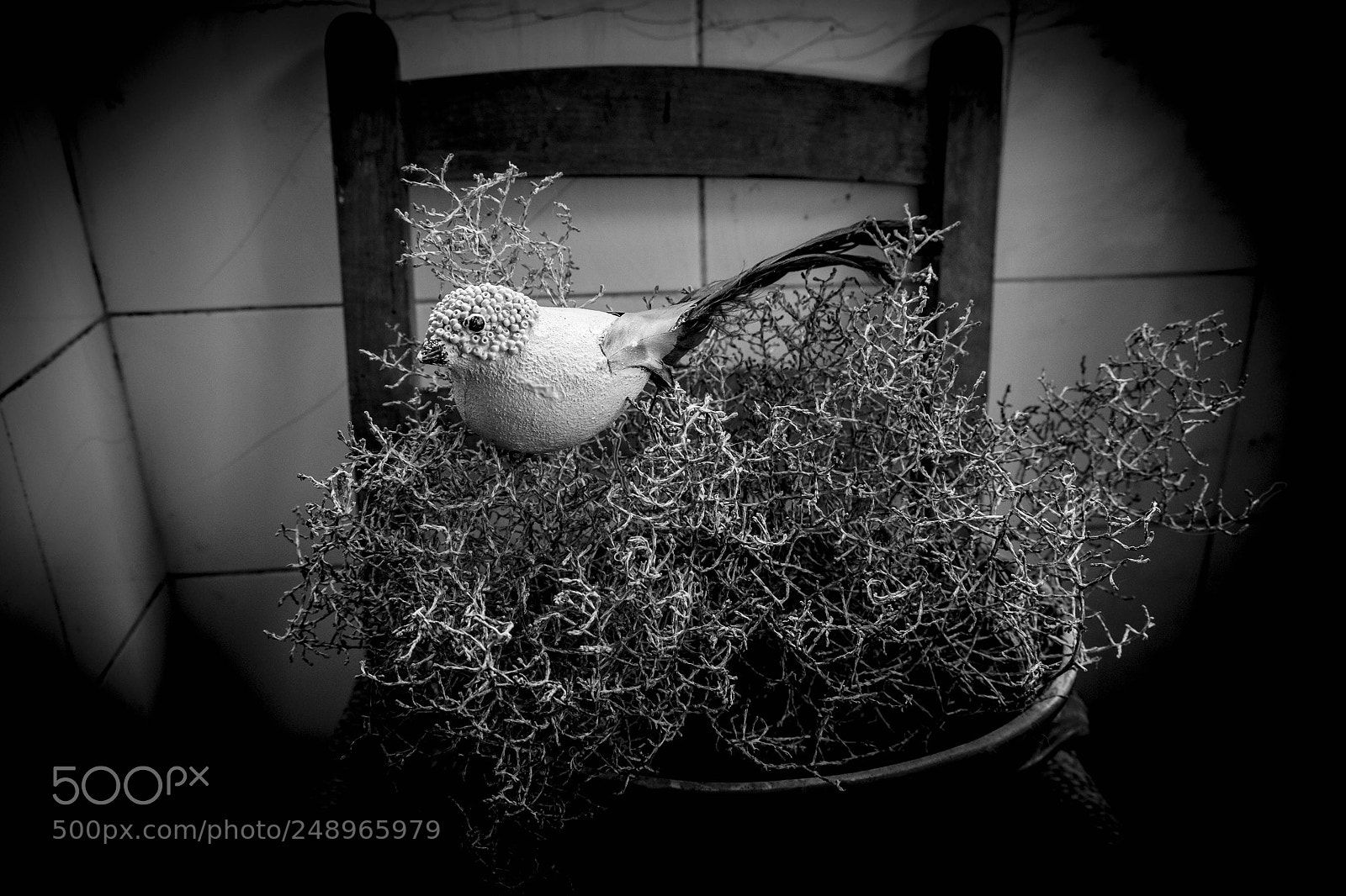 Fujifilm X-T1 sample photo. Passerotto photography
