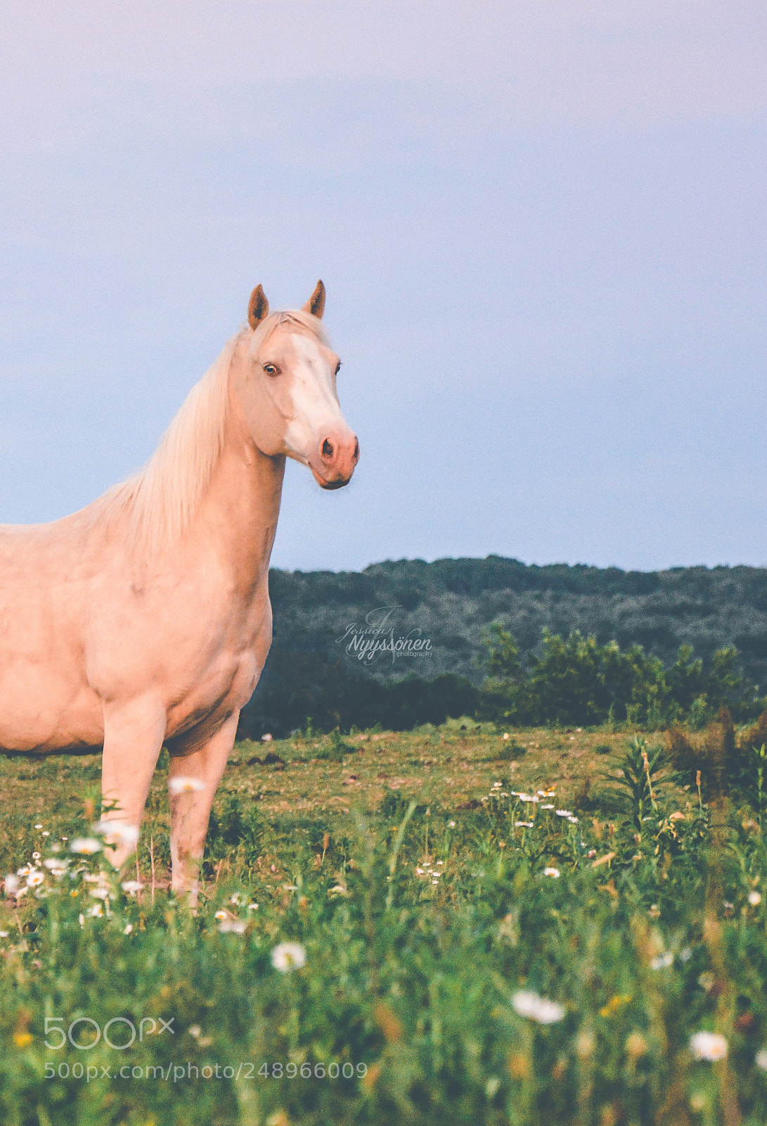 Nikon D7100 sample photo. Dusk ii photography