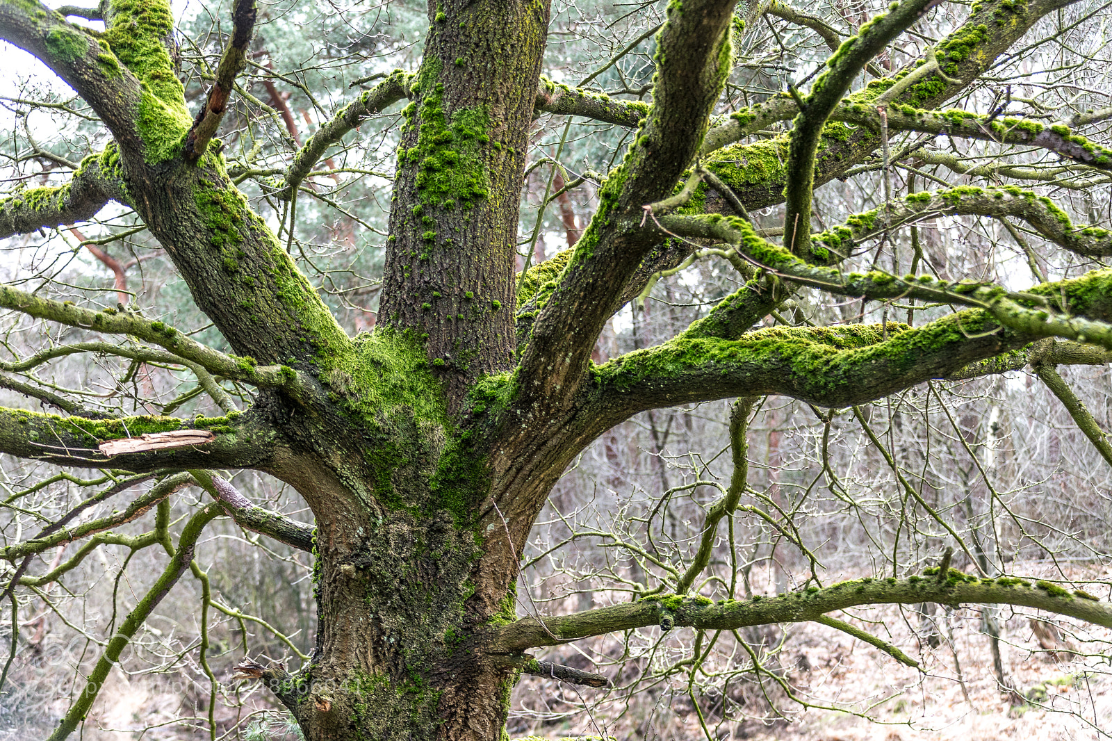 Nikon D5300 sample photo. Drunense duinen 3 photography
