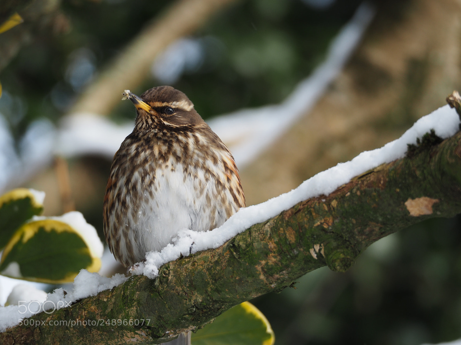 Olympus OM-D E-M5 II sample photo. Redwing in the snow :) photography