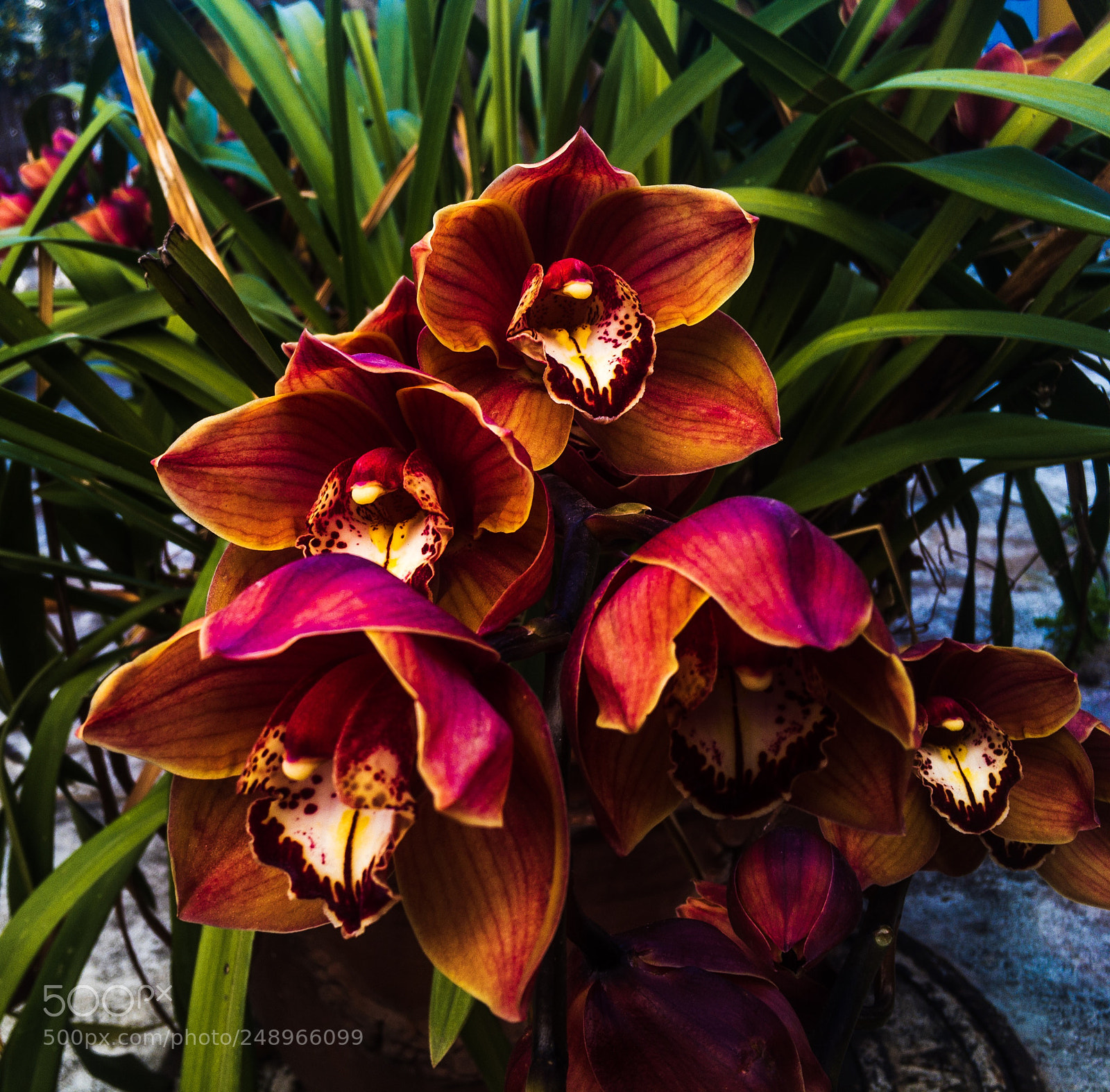 Apple iPhone SE sample photo. Glowing orchid photography