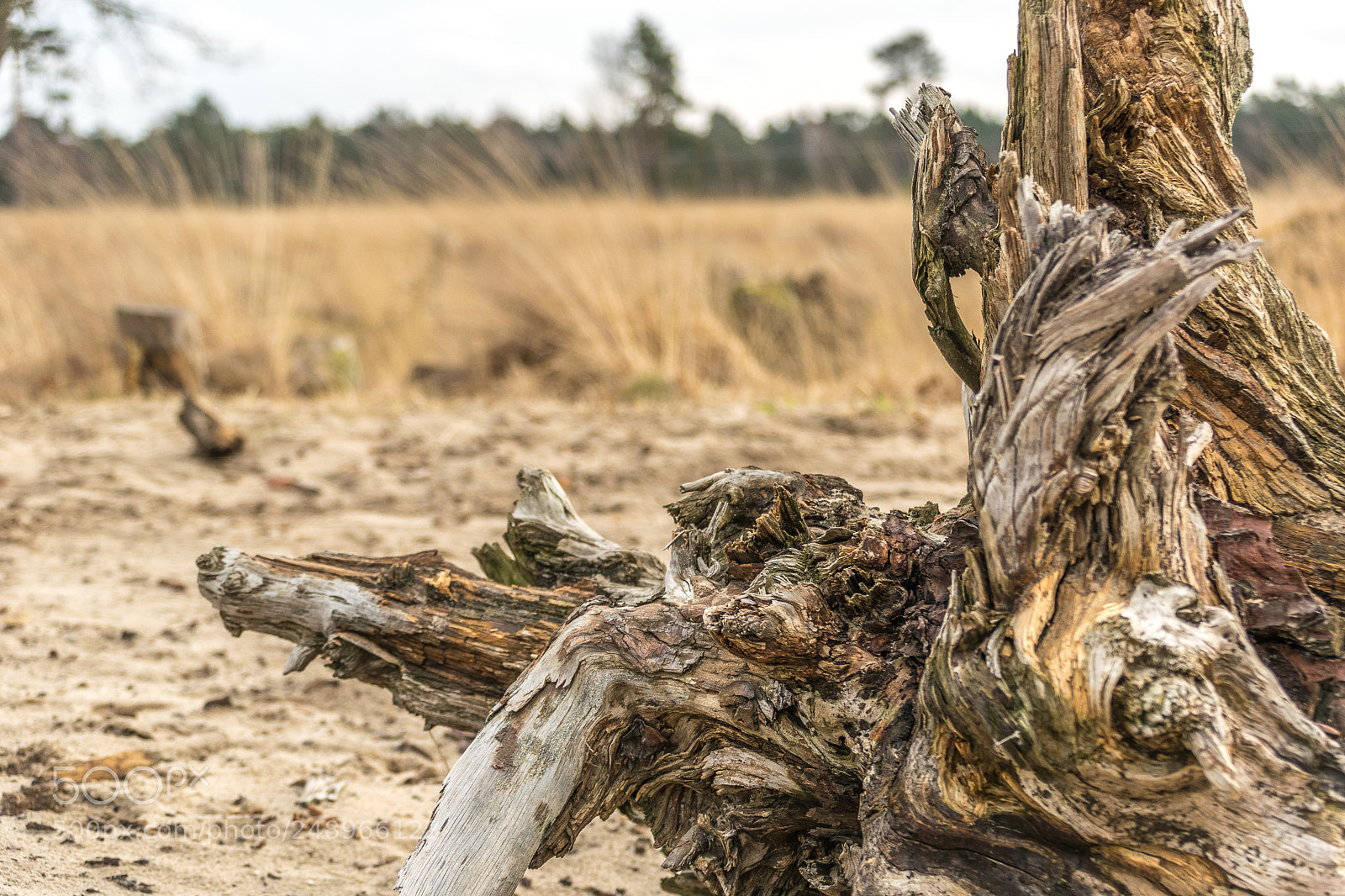 Nikon D5300 sample photo. Drunense duinen 4 photography
