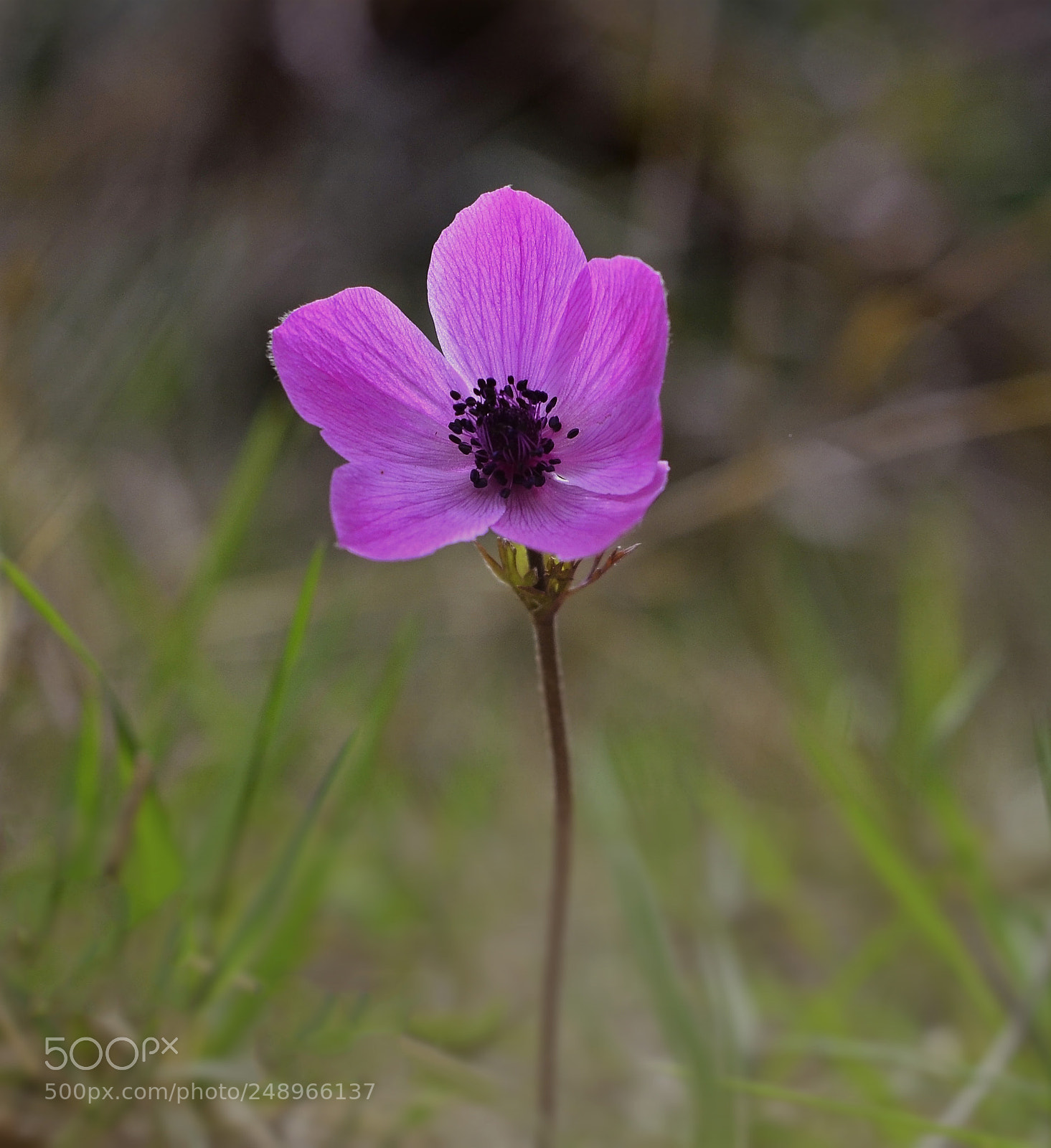 Nikon D7000 sample photo. Queen of flowers photography