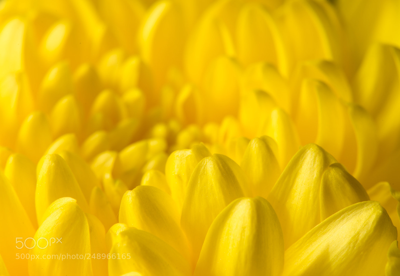 Nikon D800 sample photo. Chrysanthemum photography