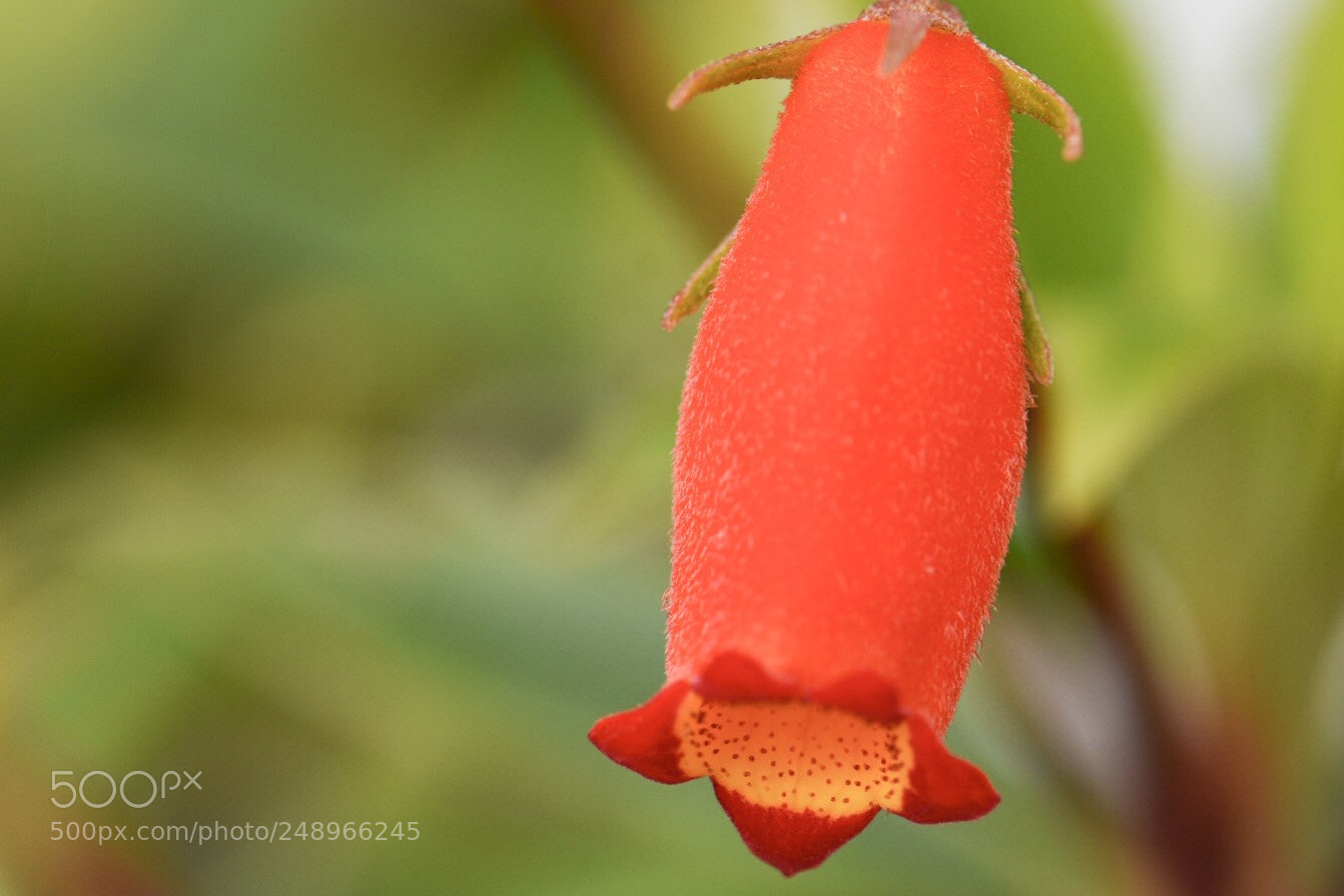 Nikon D5500 sample photo. Bell flower photography