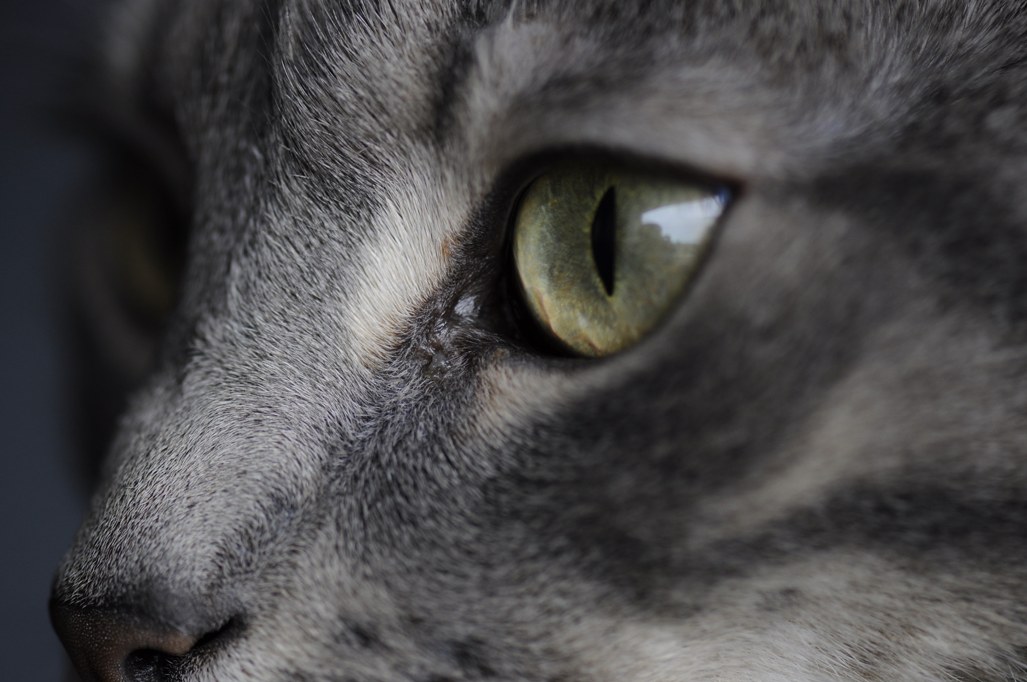 Nikon AF-S Micro-Nikkor 105mm F2.8G IF-ED VR sample photo. Turing photography