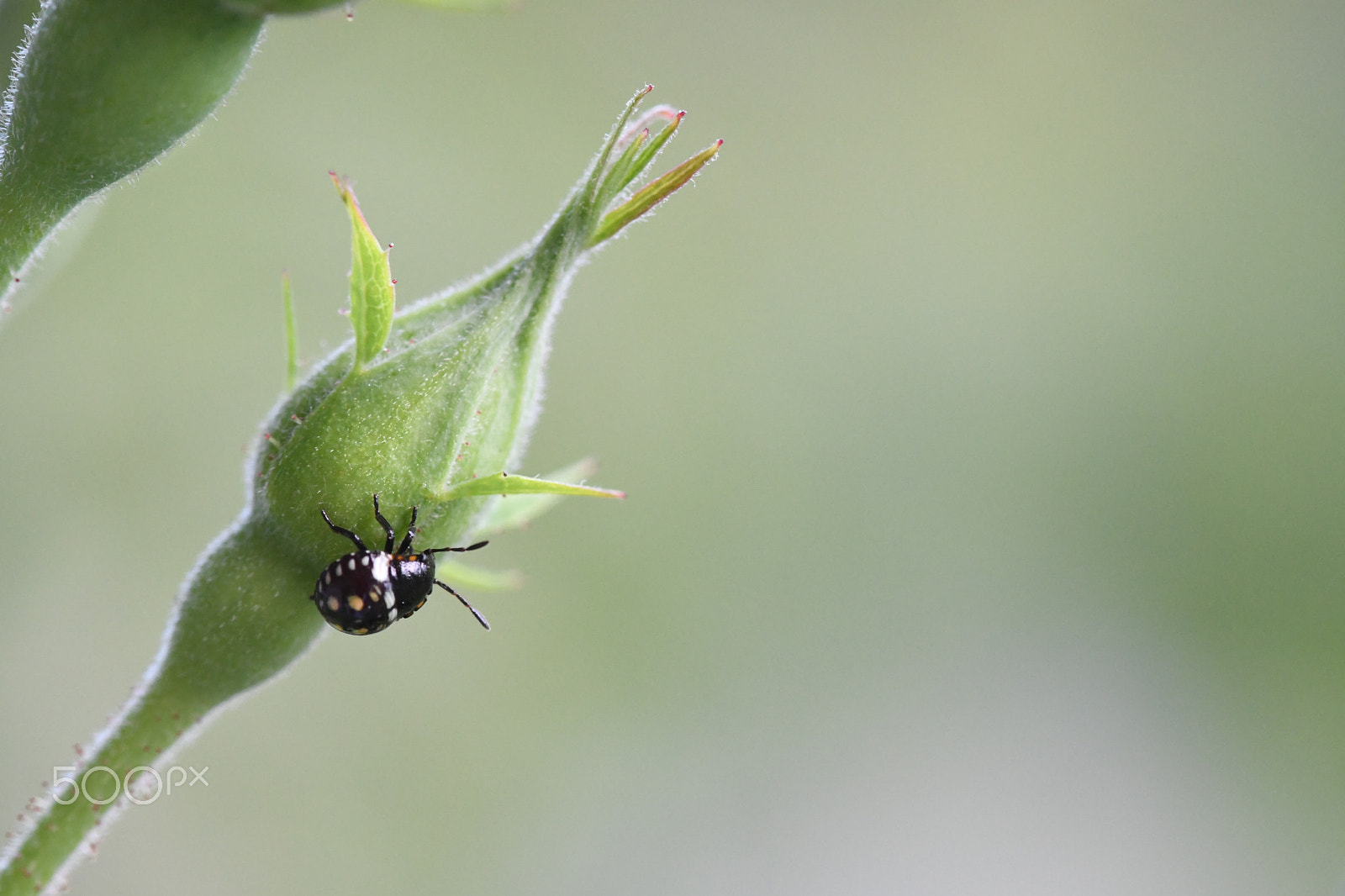 Sigma 105mm F2.8 EX DG OS HSM sample photo. Beetle photography