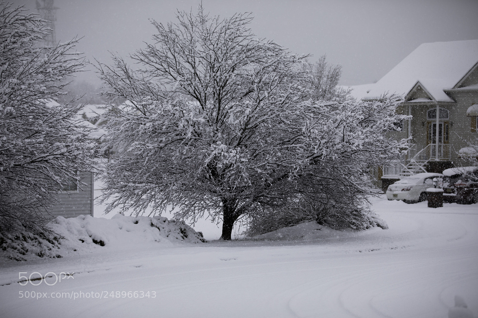 Canon EOS 5D Mark IV sample photo. Snowy tree photography