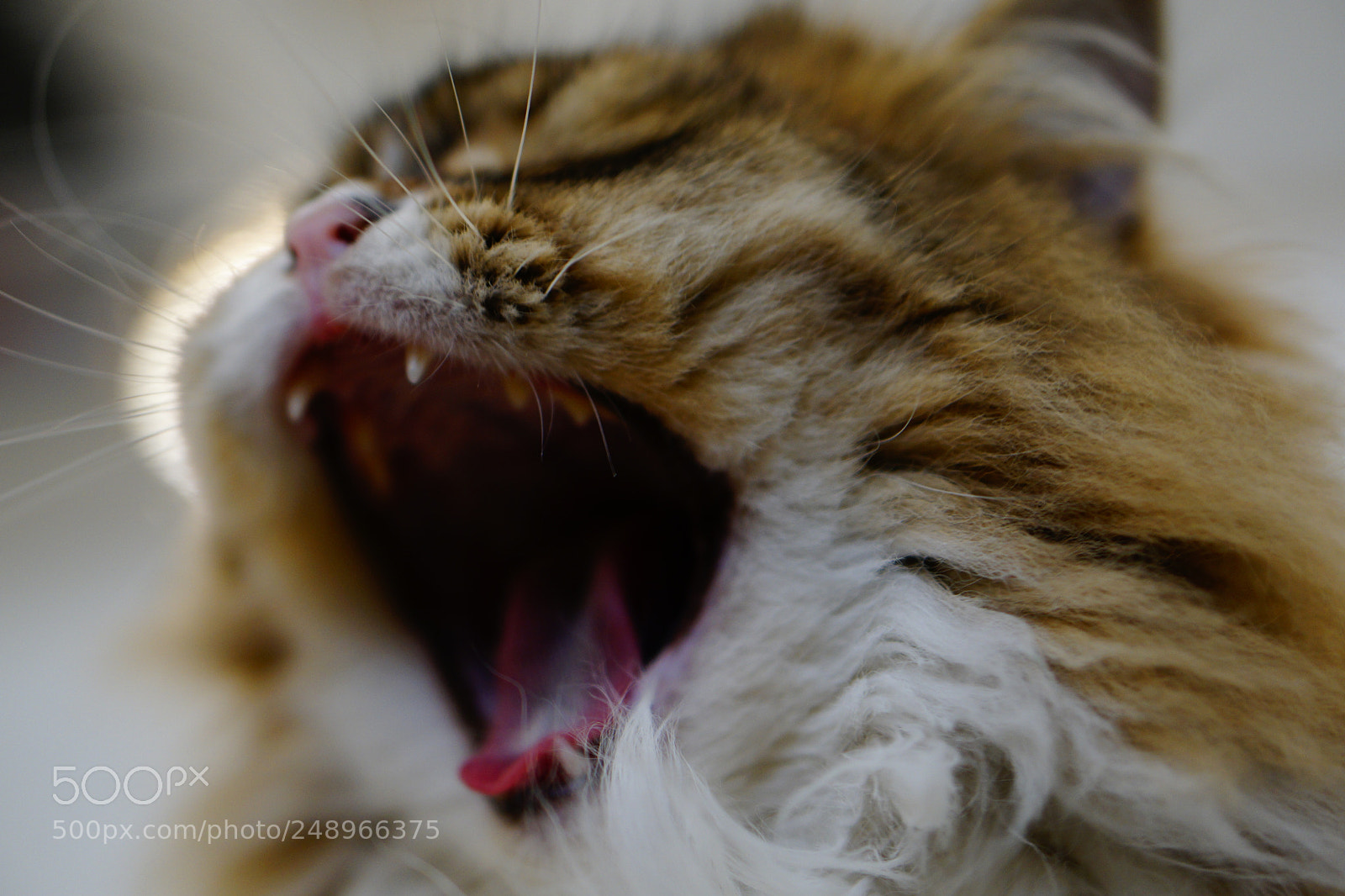 Sony a6000 sample photo. Roar photography