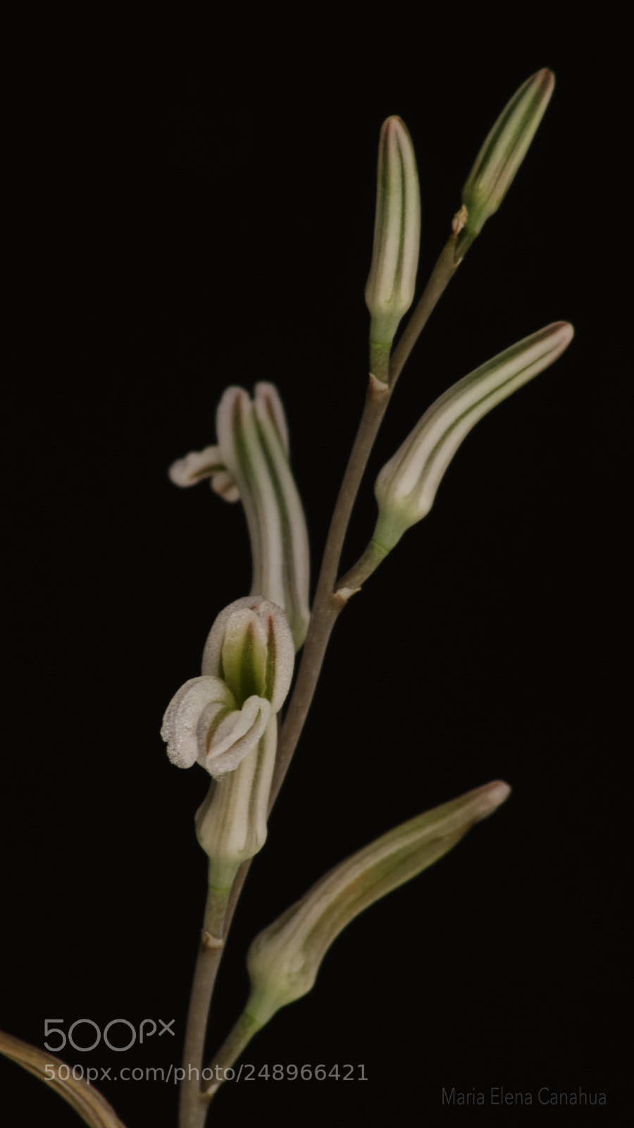 Nikon D5100 sample photo. Tiny flower of haworthia photography
