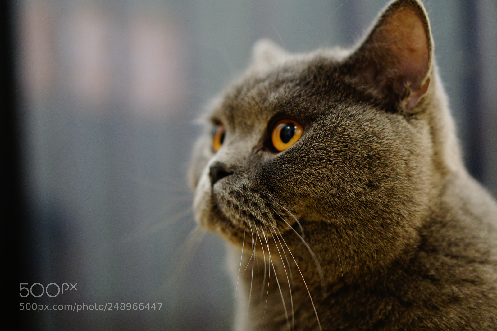 Sony a6000 sample photo. Fatty boy photography