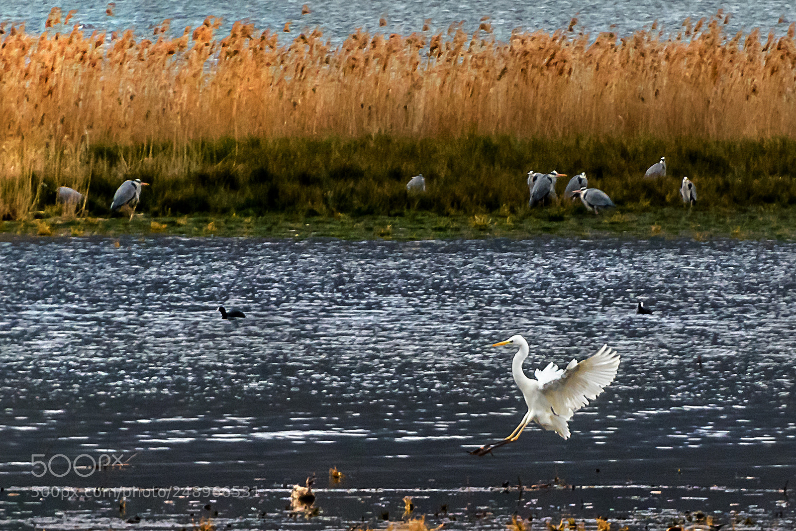 Nikon D810 sample photo. Landing in the pond photography