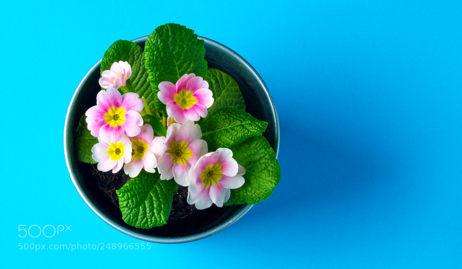 Canon EOS 60D sample photo. Flowers gentle spring blue photography