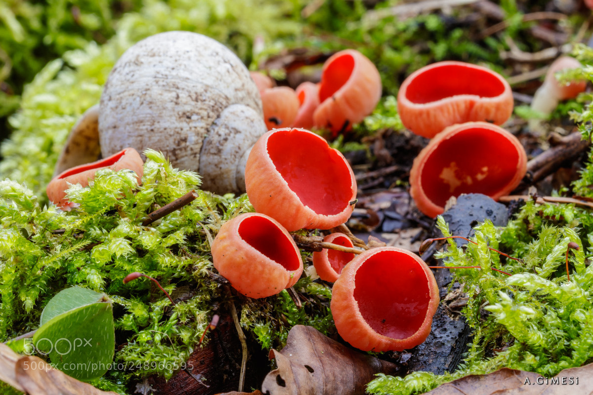 Canon EOS 80D sample photo. Scarlet elfcup (sarcoscypha austriaca) photography