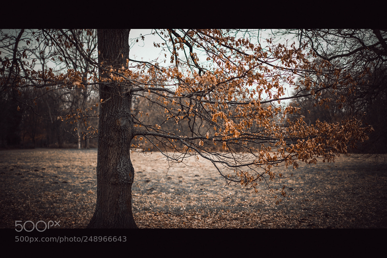 Sony a7R II sample photo. Dsc photography