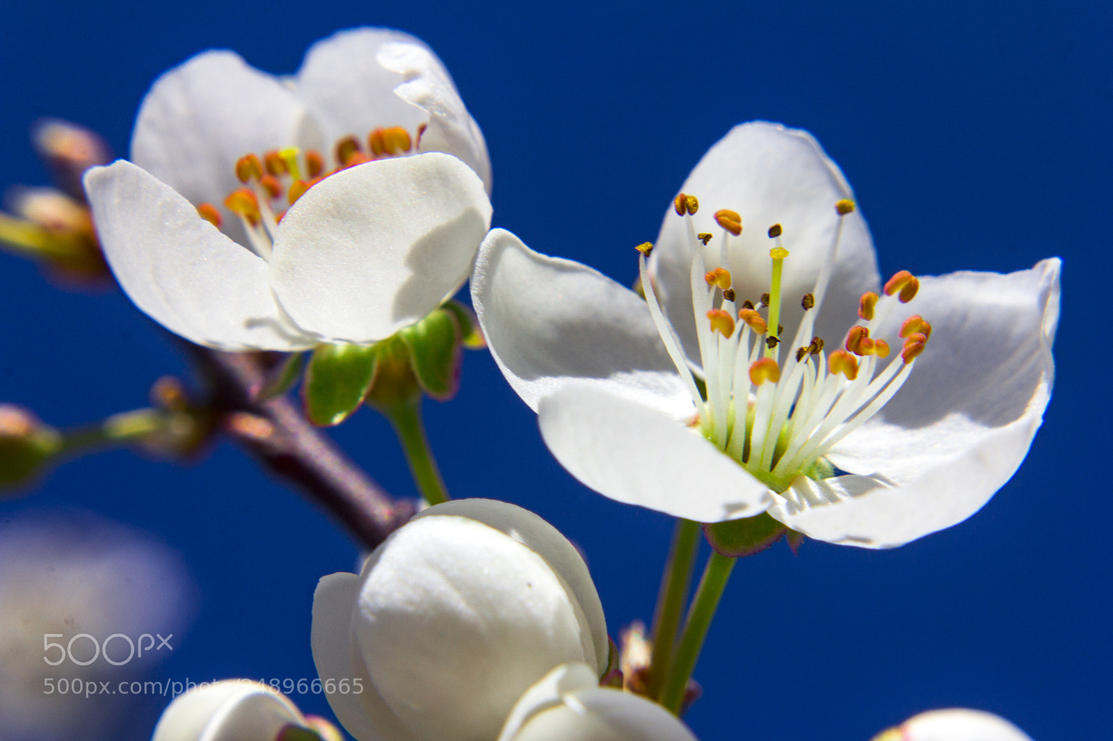 Canon EOS 60D sample photo. Plum flower photography