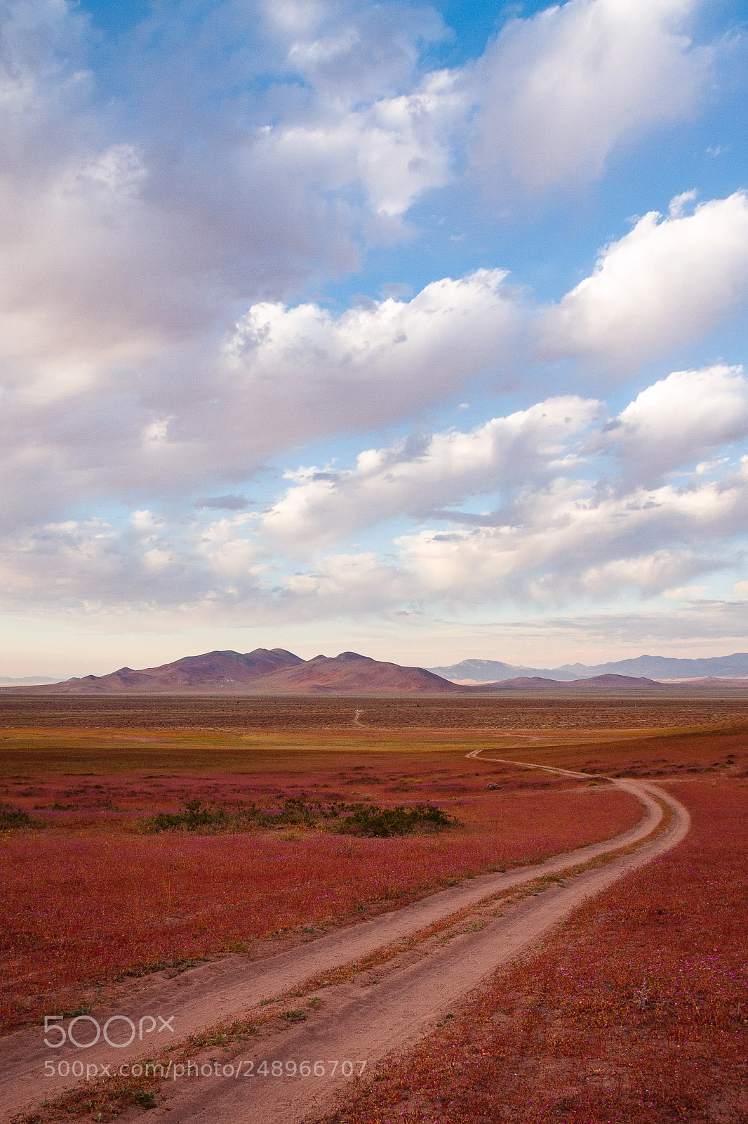 Canon EOS 7D sample photo. Desierto florido photography