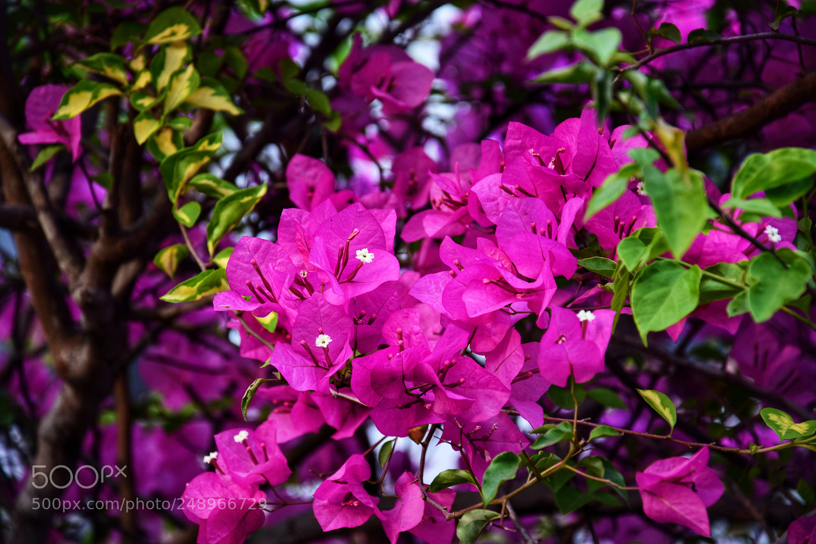 Nikon D7200 sample photo. Untitled photography