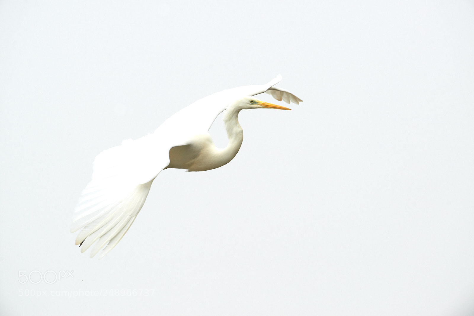 Nikon D800 sample photo. To fly photography