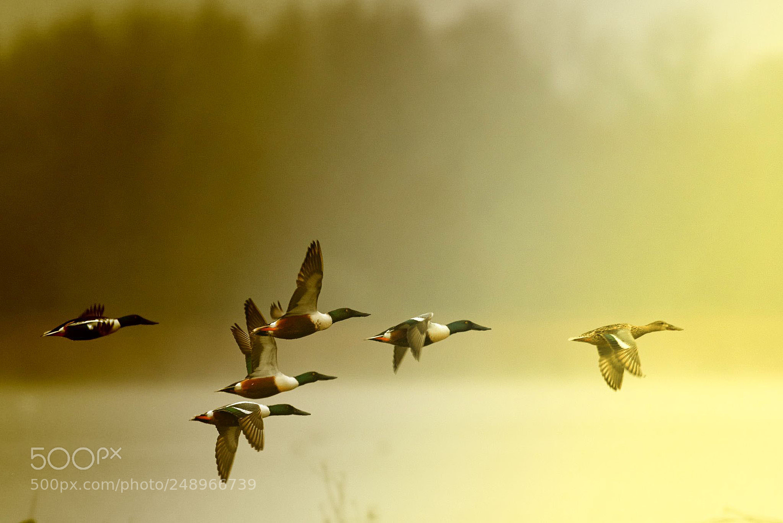 Nikon D800 sample photo. Northern shoveler in flight photography