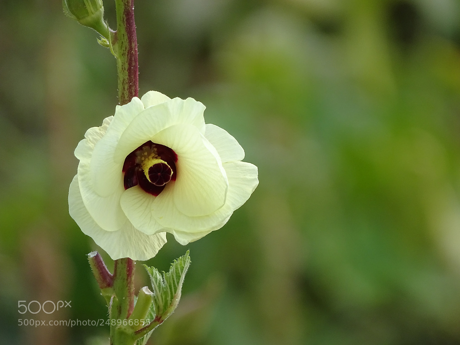 Sony Cyber-shot DSC-HX400V sample photo. Dsc photography