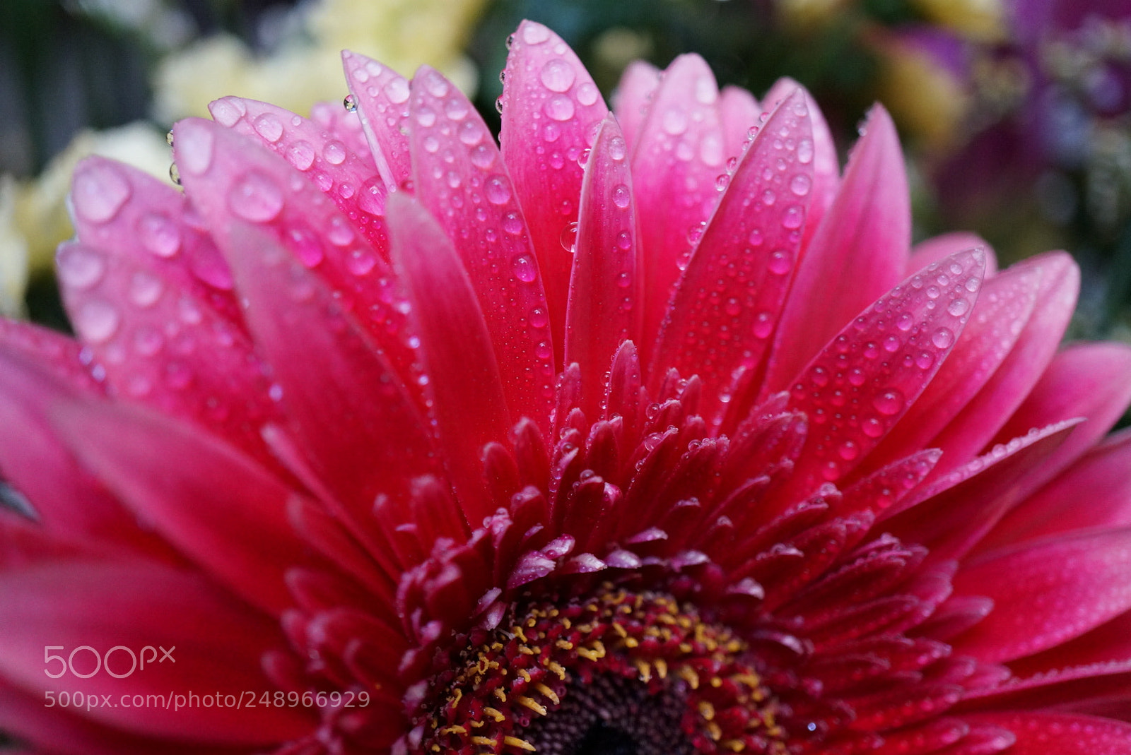 Sony Alpha NEX-6 sample photo. Untitled photography
