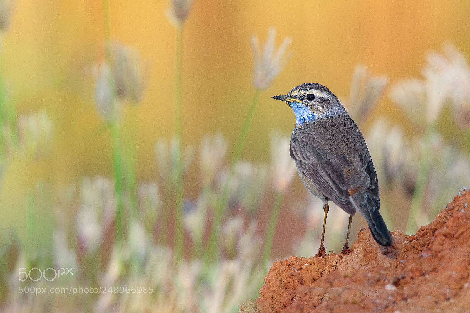 Canon EOS 7D Mark II sample photo. Bluethroat photography