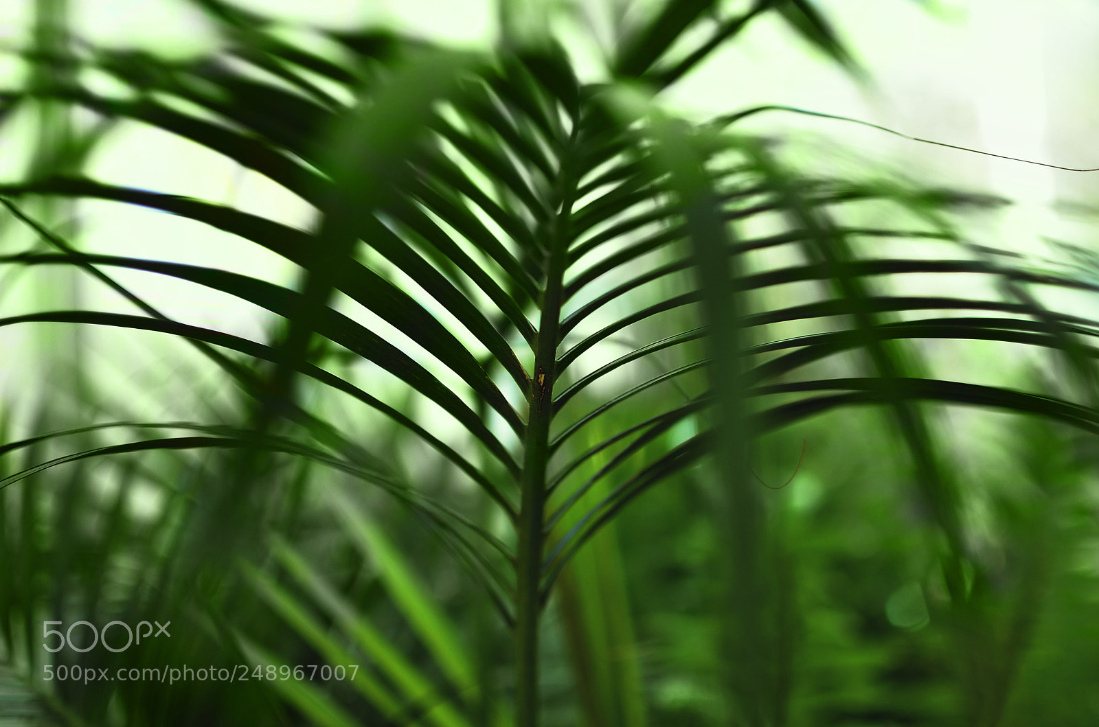 Nikon D7000 sample photo. Fern photography
