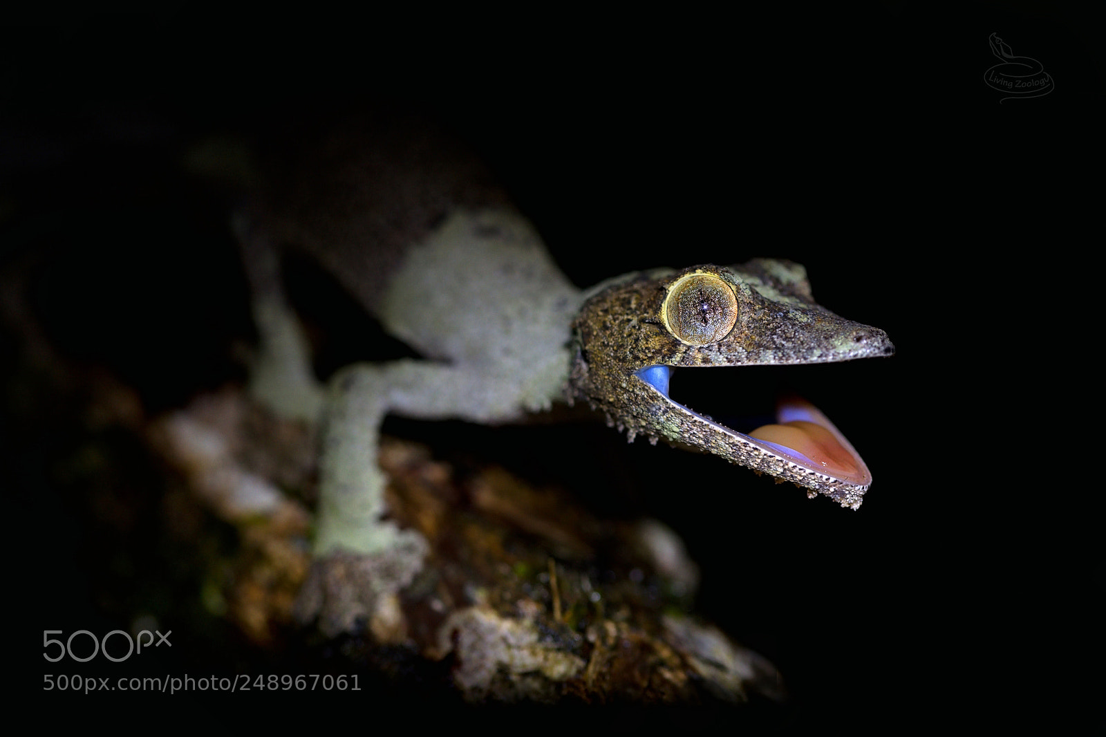 Nikon D750 sample photo. Mossy leaf-tailed gecko uroplatus photography