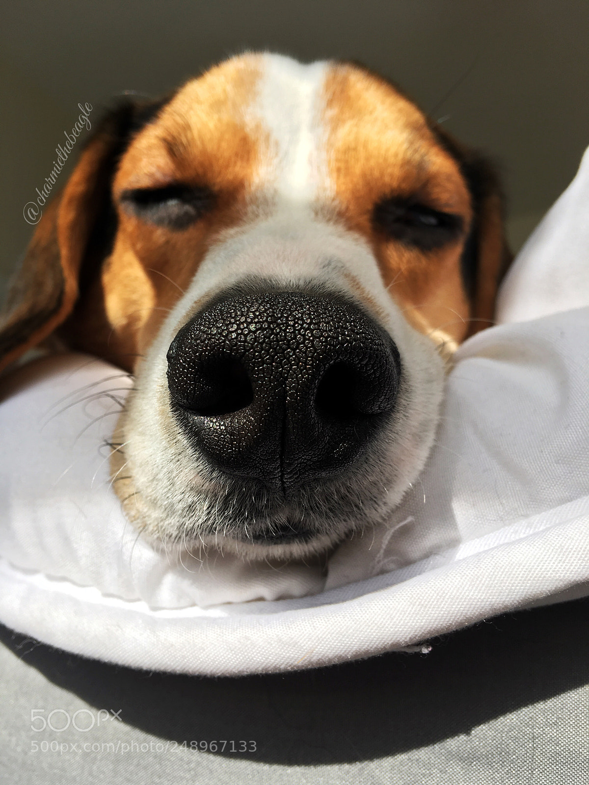 Apple iPhone 6s Plus sample photo. @charmiethebeagle photography