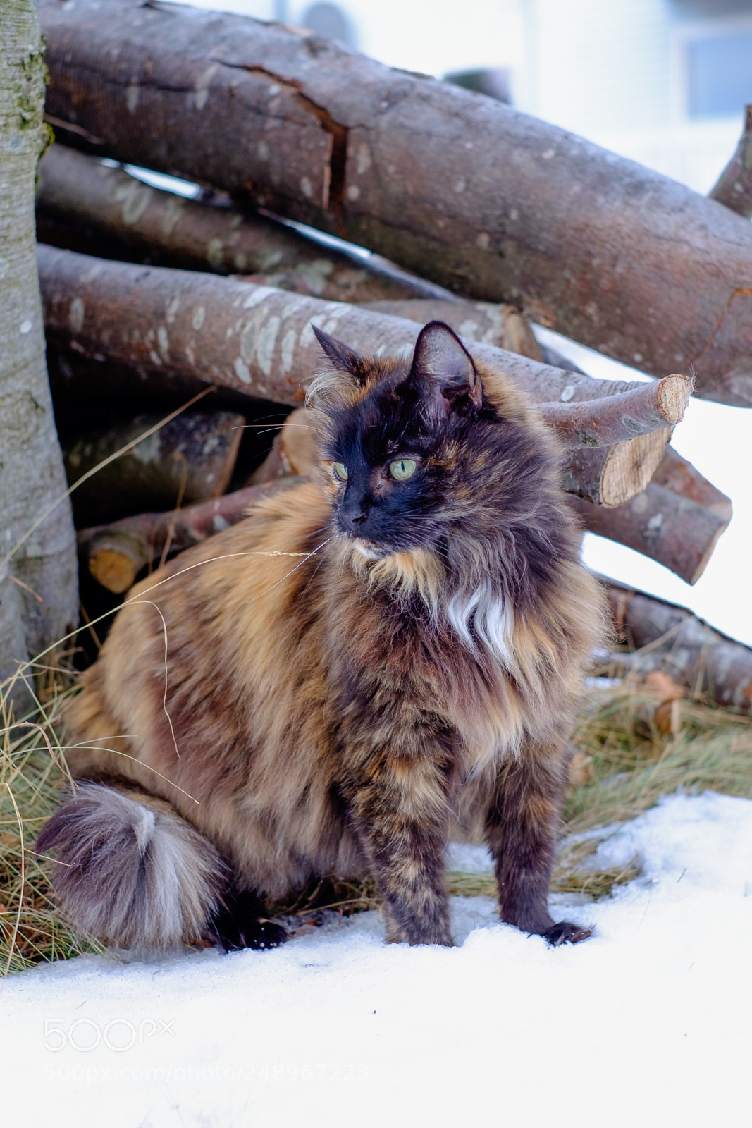 Fujifilm X-T1 sample photo. Norsk skogkatt photography