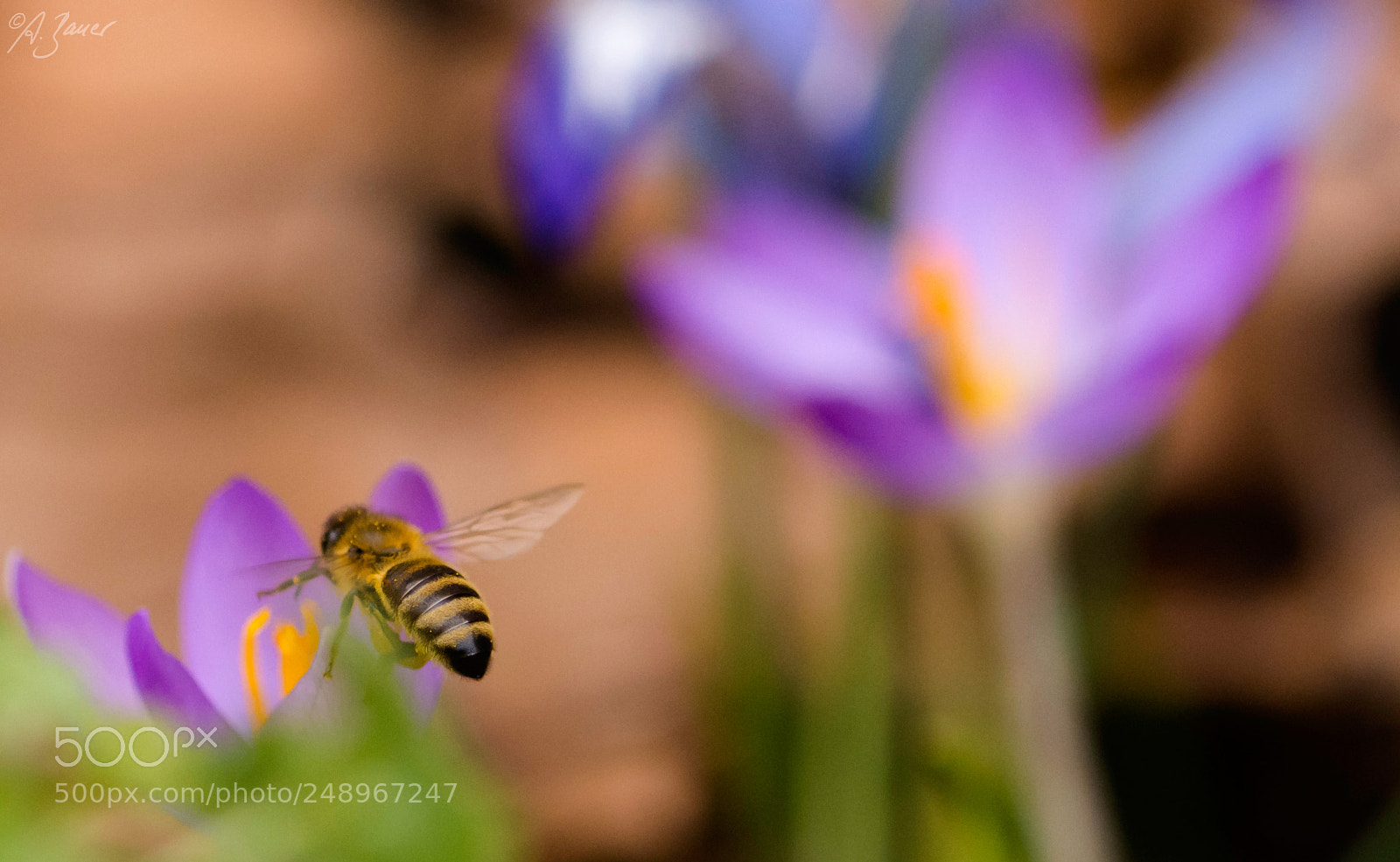 Nikon D7200 sample photo. Flying bee photography