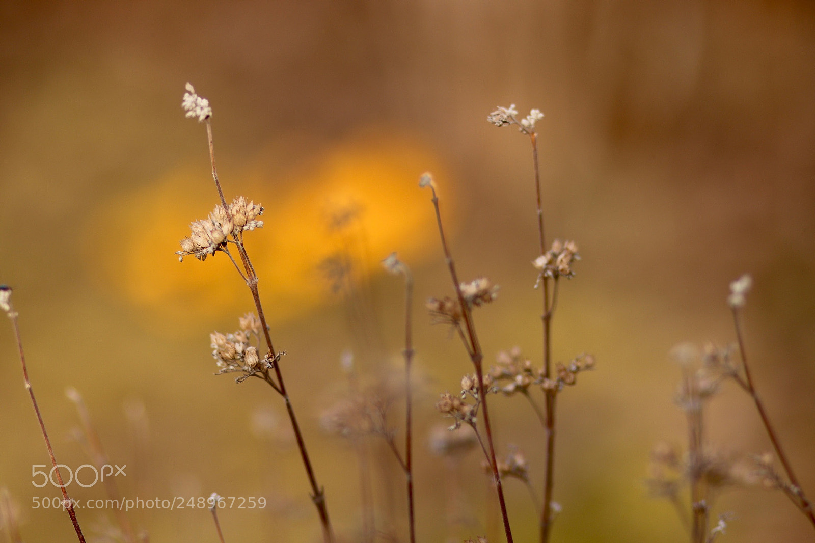 Canon EOS 77D (EOS 9000D / EOS 770D) sample photo. In the light of photography