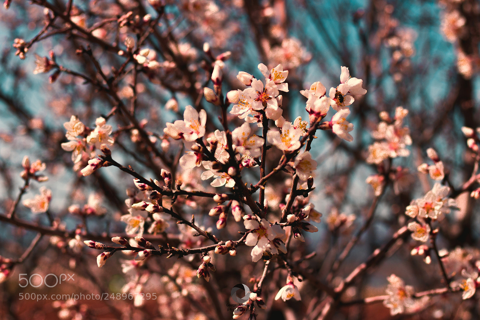 Canon EOS 700D (EOS Rebel T5i / EOS Kiss X7i) sample photo. Blosommy almont tree photography