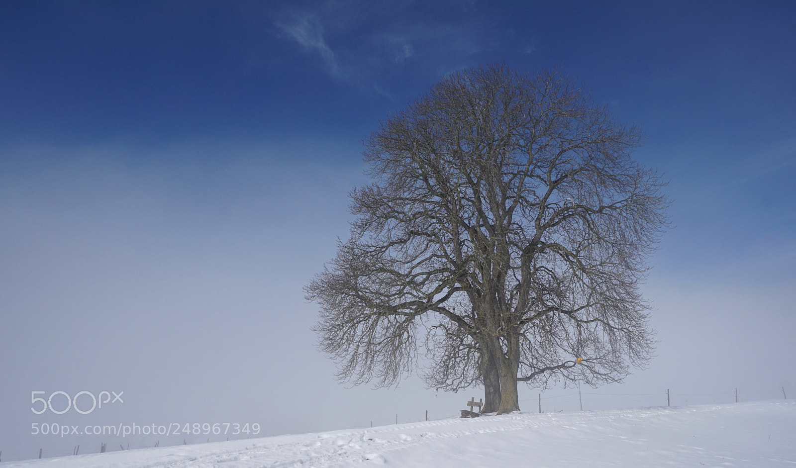 Sony a6000 sample photo. The tree of life photography