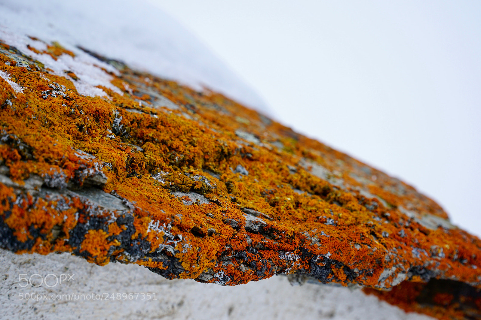 Sony a6000 sample photo. Alpine lichen photography
