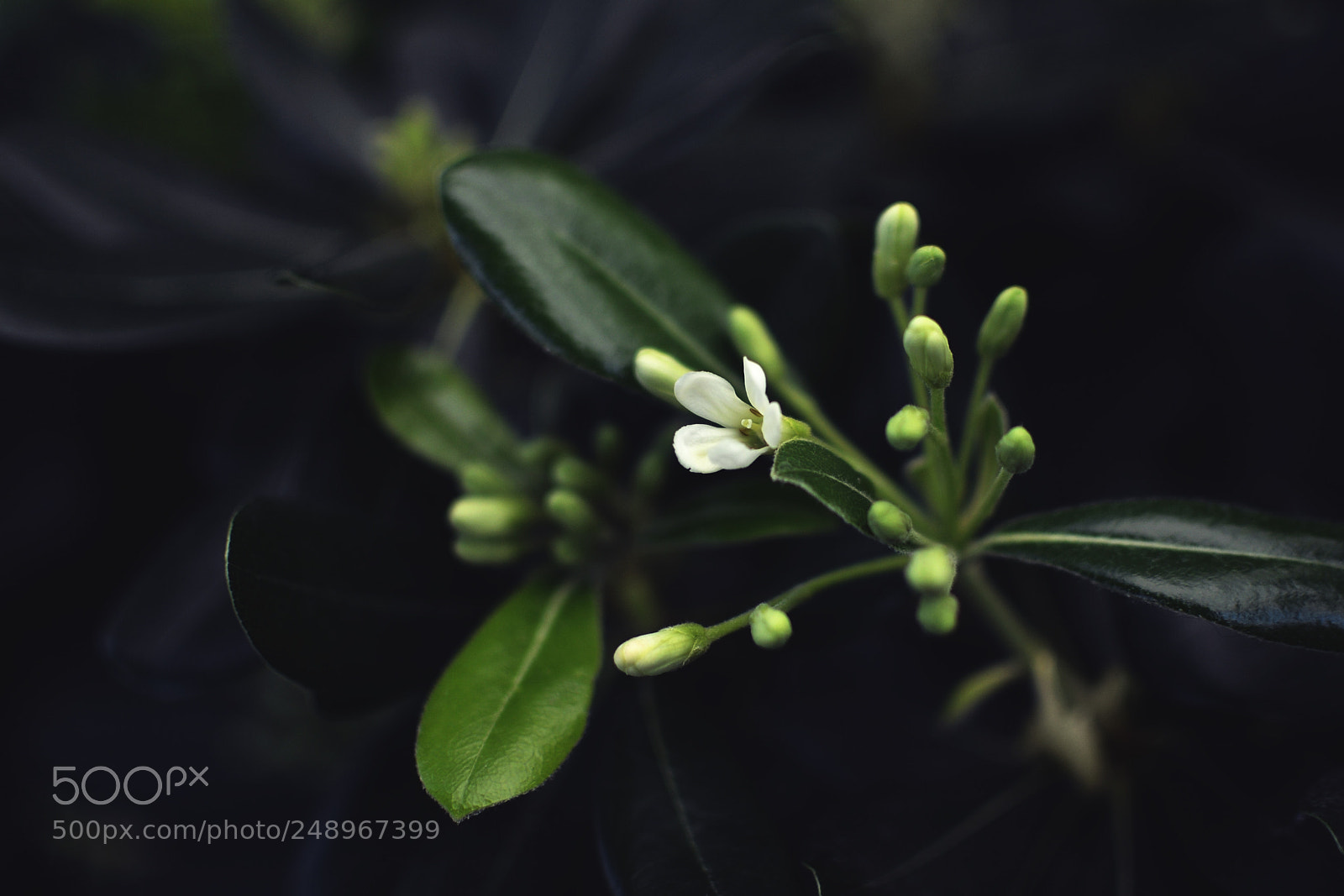 Nikon D7000 sample photo. Blossom photography