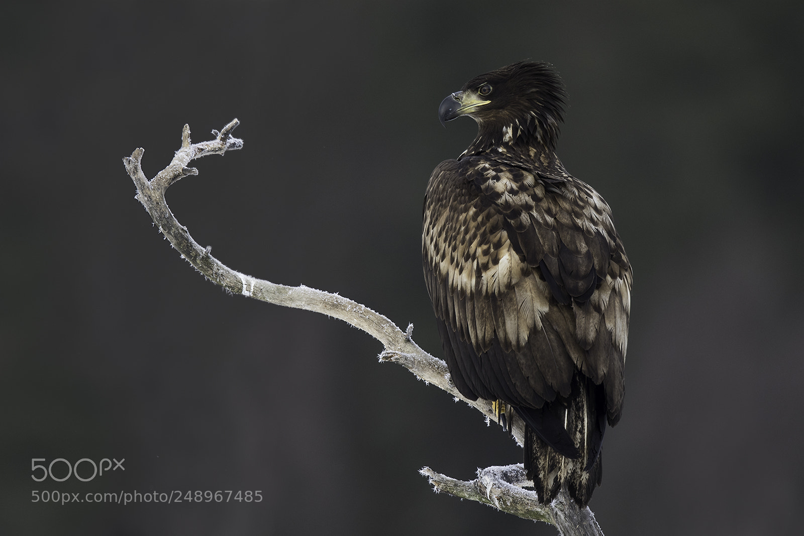 Canon EOS 5D Mark IV sample photo. White tail eagle photography
