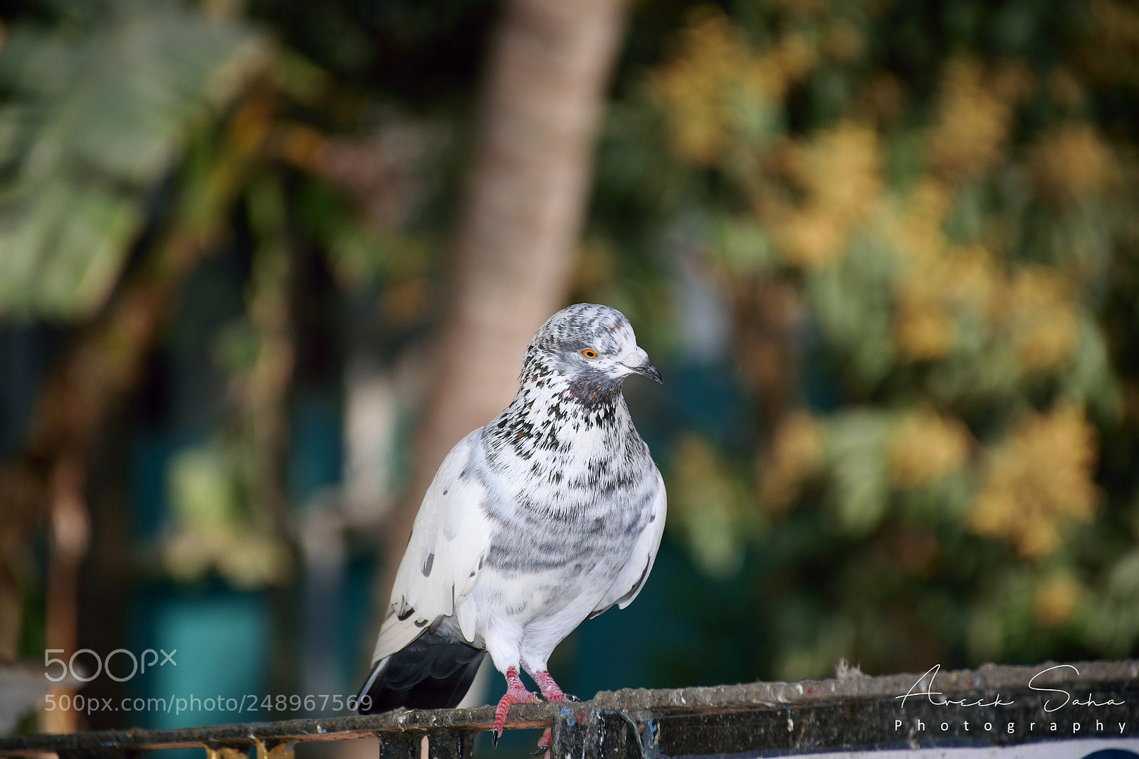 Nikon D5300 sample photo. Dove photography
