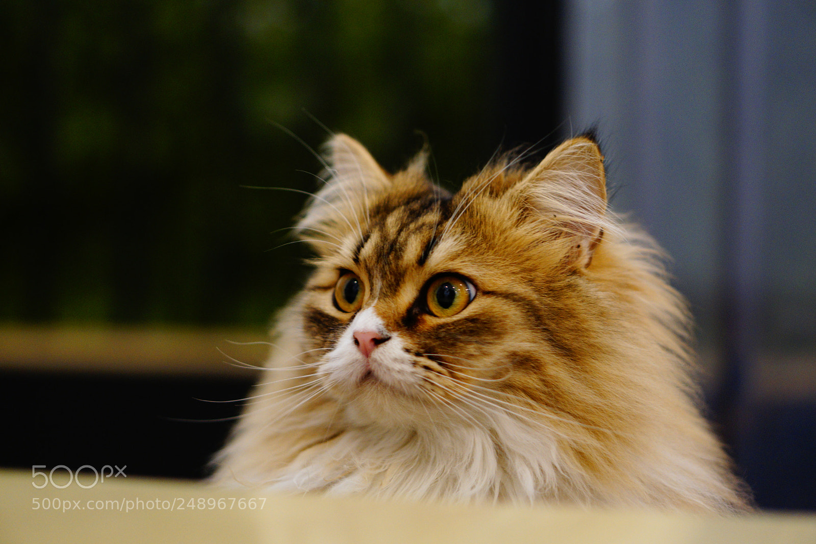 Sony a6000 sample photo. Cat cat photography