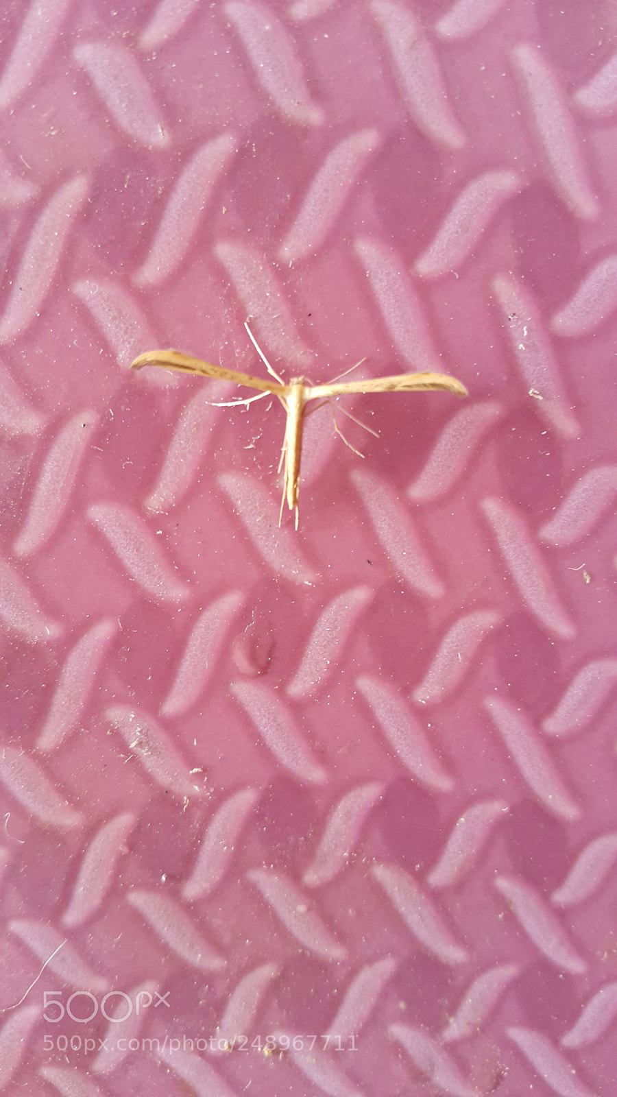 Samsung Galaxy Note4 sample photo. Bug photography