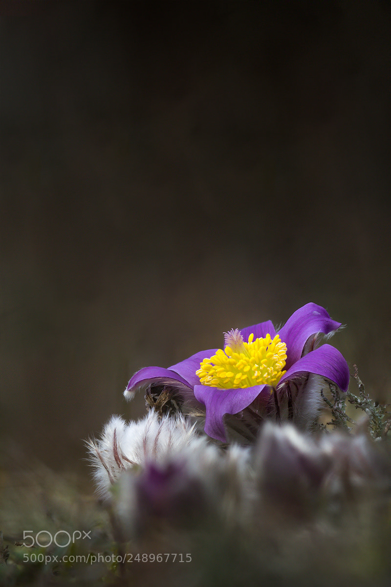 Canon EOS 60D sample photo. Gew hnliche kuhschelle pasque photography