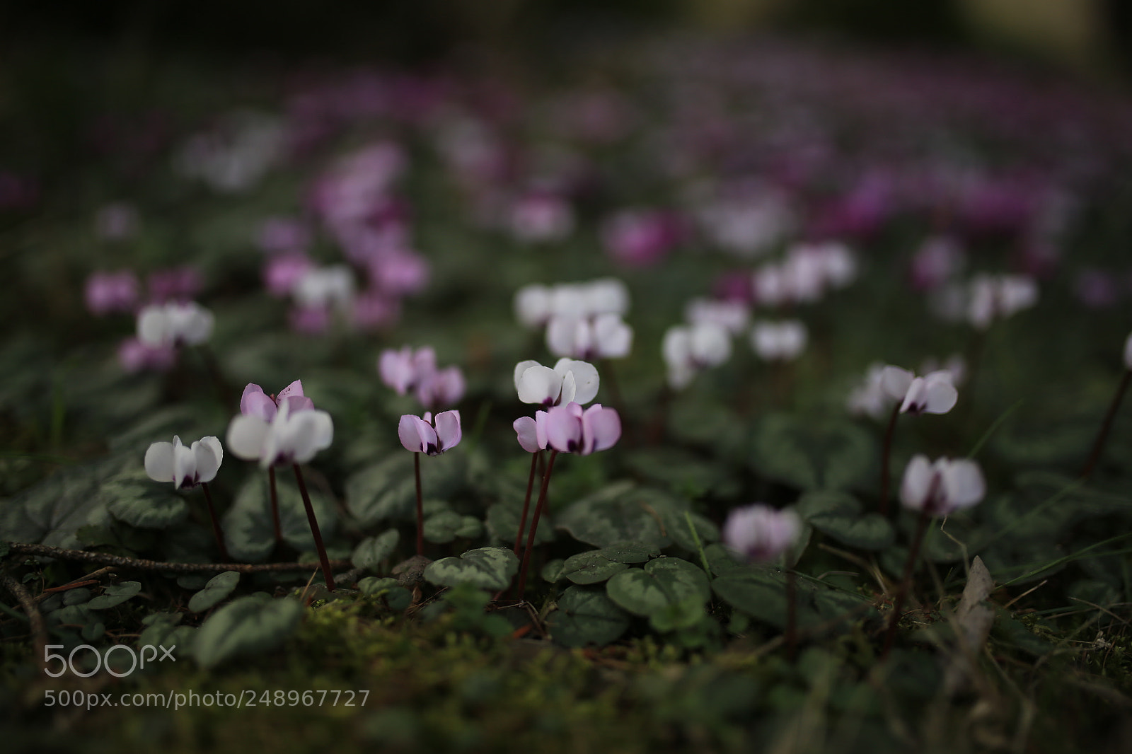 Sigma 35mm F1.4 DG HSM Art sample photo. Cyclamens photography